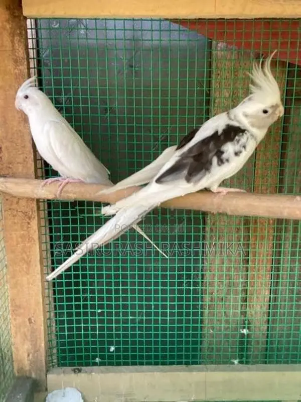 White Face Cocktail Bird