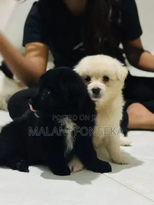 Japanese Spitz Puppys