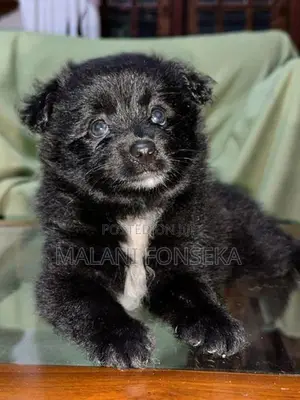 Japanese Spitz Puppys
