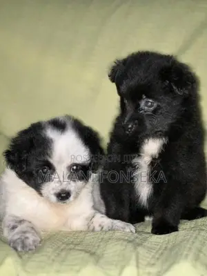 Japanese Spitz Puppys