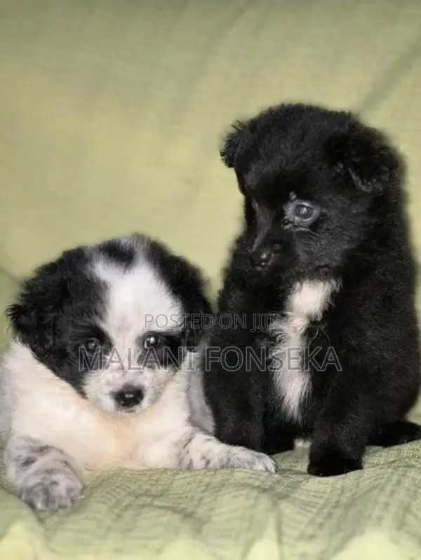 Japanese Spitz Puppys