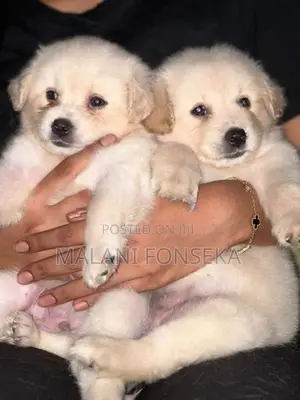 Japanese Spitz Puppys
