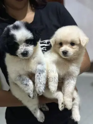 Japanese Spitz Puppys