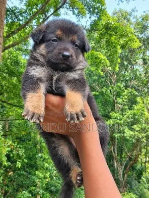 German Shepherd Puppy