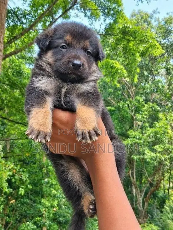 German Shepherd Puppy