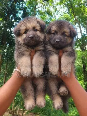German Shepherd Puppy