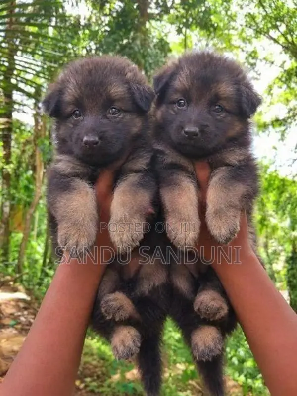 German Shepherd Puppy