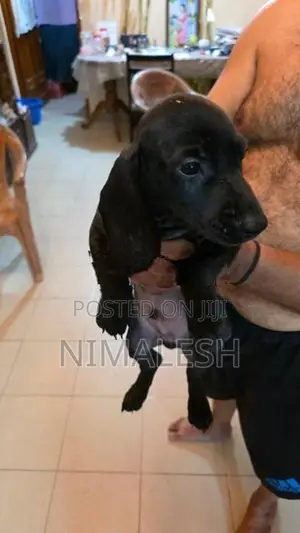Cocker Spaniel Puppies