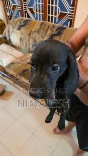 Cocker Spaniel Puppies