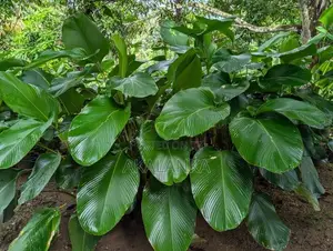 Calathea Lutea - Garden Plant