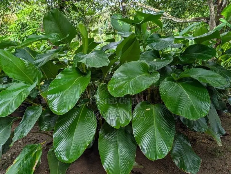 Calathea Lutea - Garden Plant