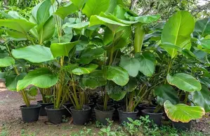 Calathea Lutea - Garden Plant