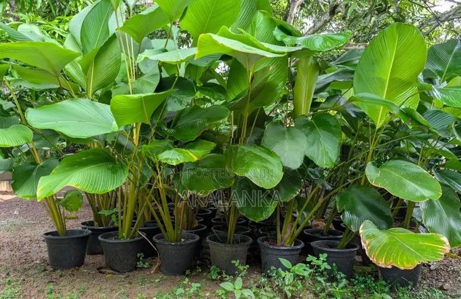 Calathea Lutea - Garden Plant