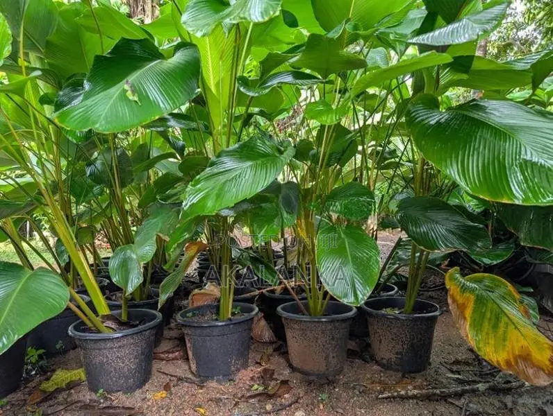 Calathea Lutea - Garden Plant