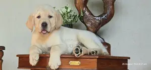 Labrador Puppies