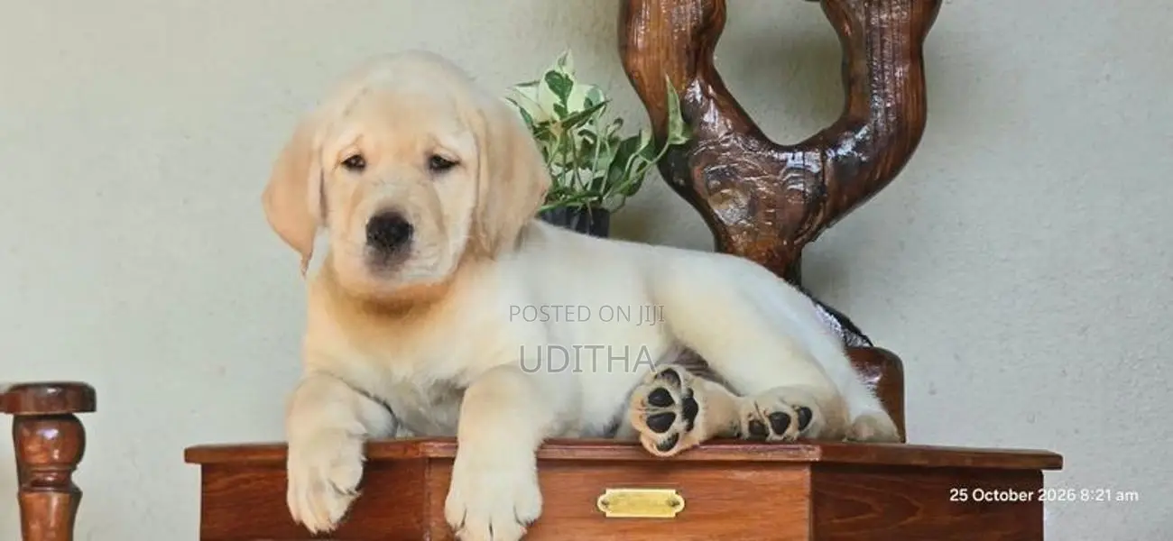 Labrador Puppies