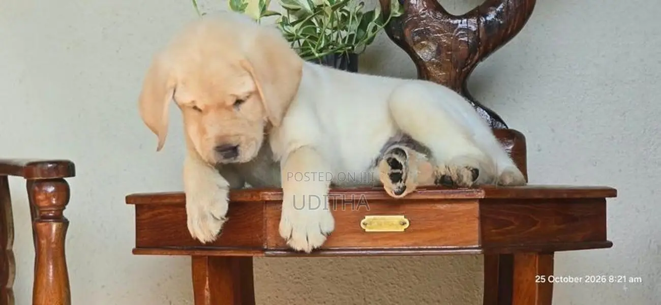 Labrador Puppies
