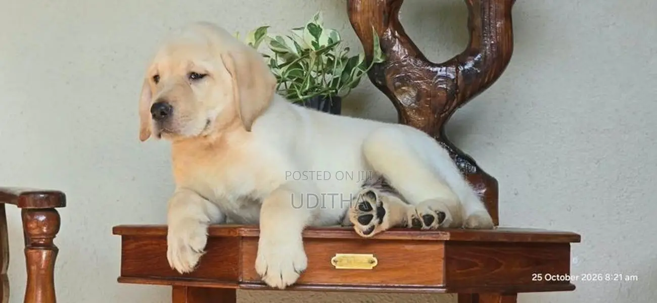 Labrador Puppies