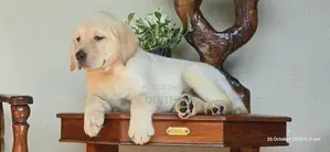 Labrador Puppies