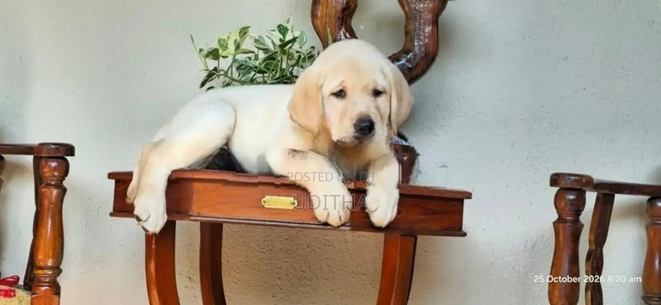 Labrador Puppies