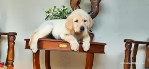 Labrador Puppies