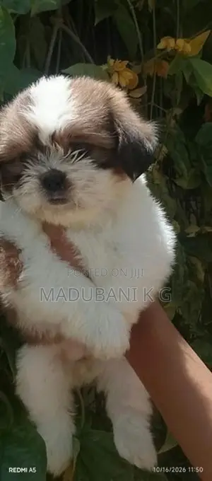 ෂිෂ්ටු බලු පැටියෙක්