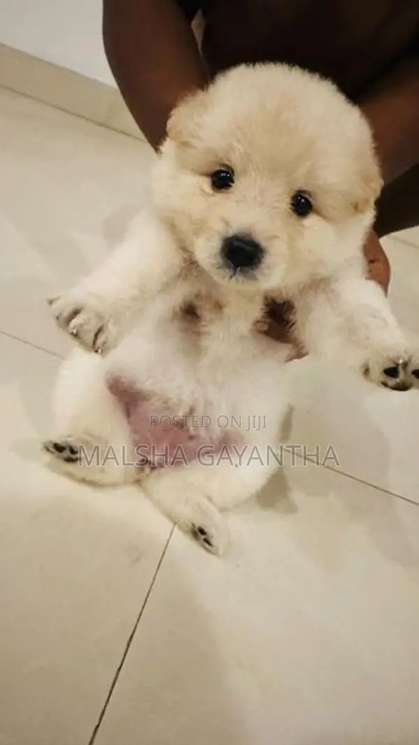 Lion Pomeranian Puppies