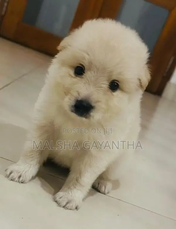 Lion Pomeranian Puppies