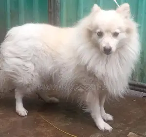 Lion Pomeranian Puppies