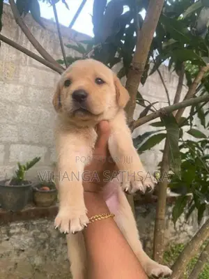 Labrador Puppy