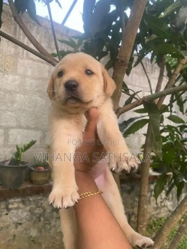 Labrador Puppy