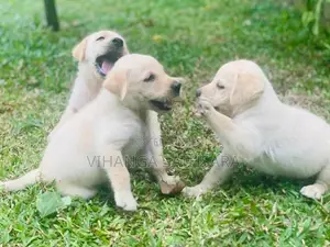 Labrador Puppy