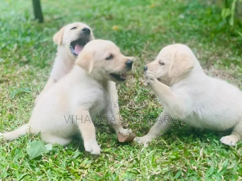 Labrador Puppy