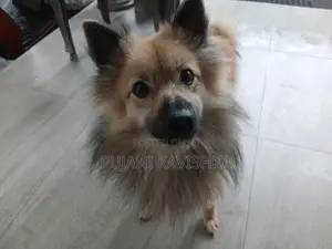 පොමනේරියන් පිරිමි සතෙක්