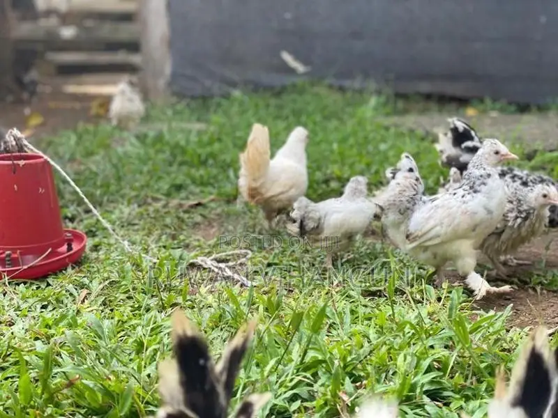 Silkie Bantam
