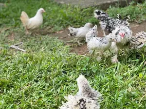 Silkie Bantam