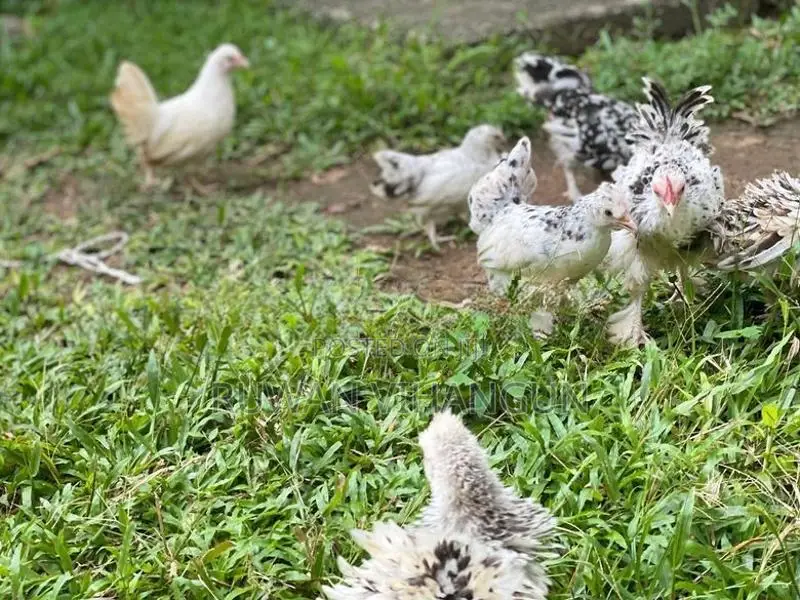 Silkie Bantam
