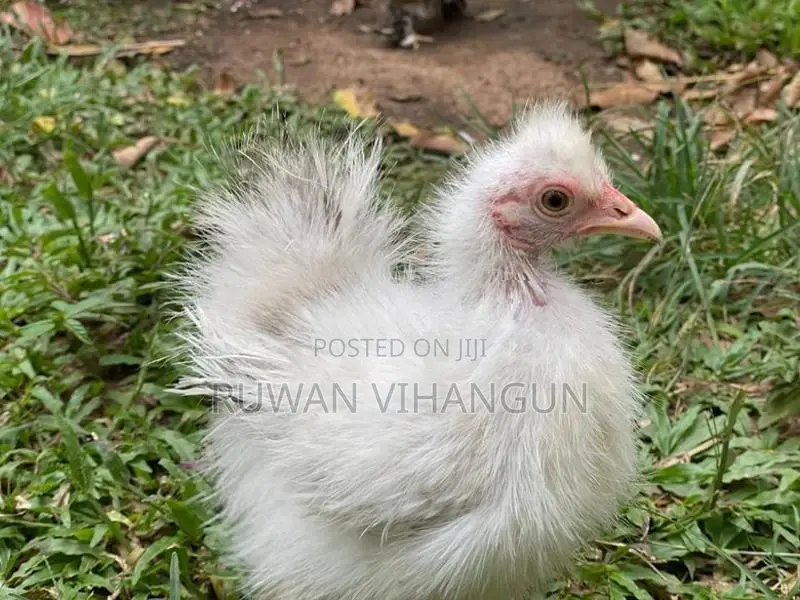 Silkie Bantam
