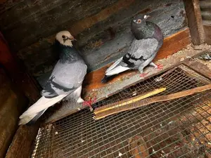High Flying Pigeon