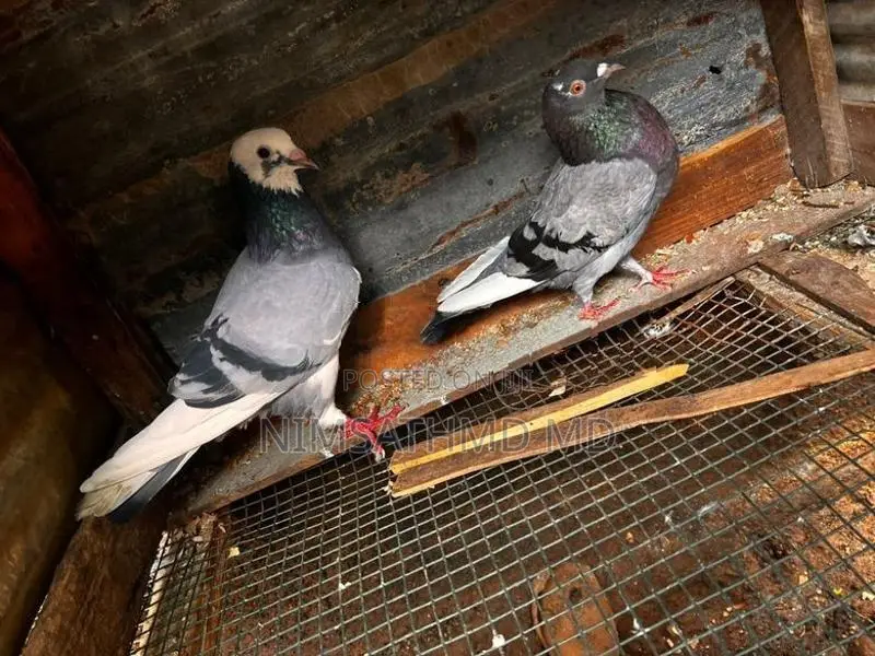 High Flying Pigeon