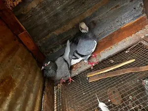 High Flying Pigeon
