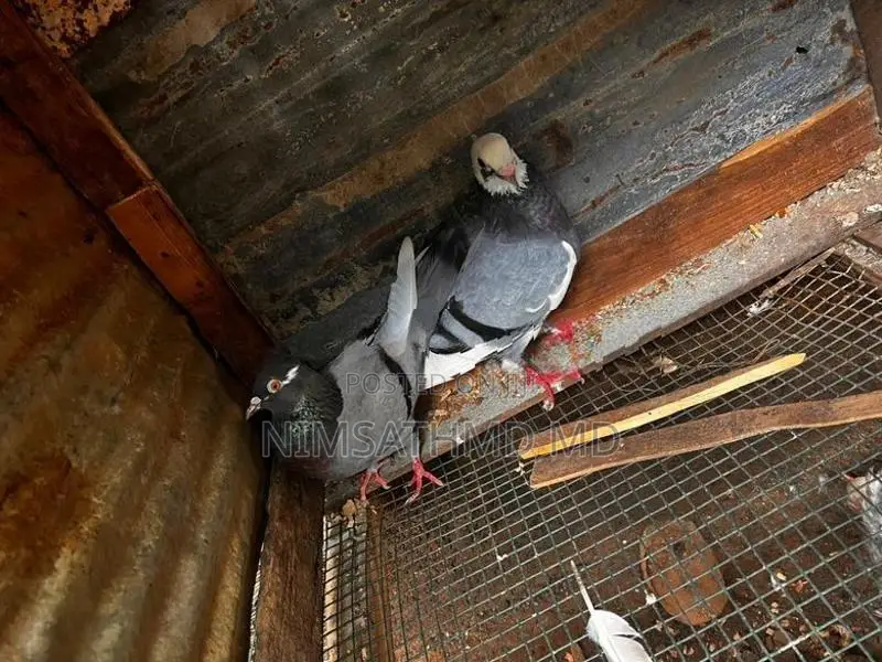 High Flying Pigeon