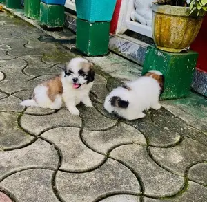 Shitzu Puppy