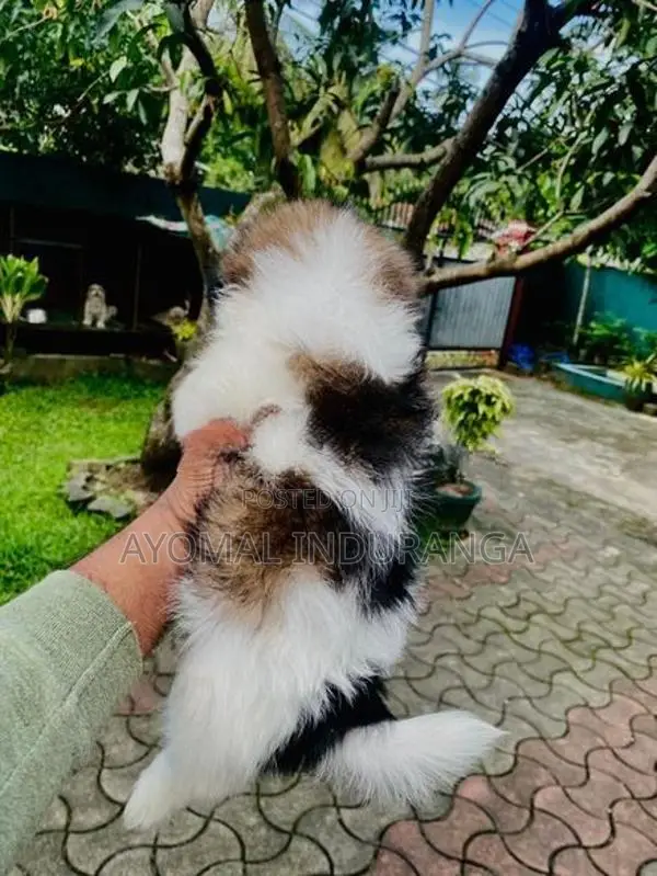 Shitzu Puppy