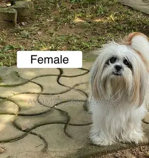 Shitzu Puppy