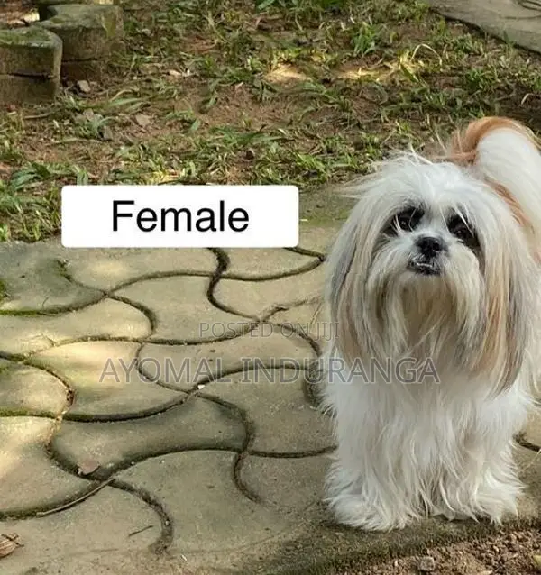 Shitzu Puppy