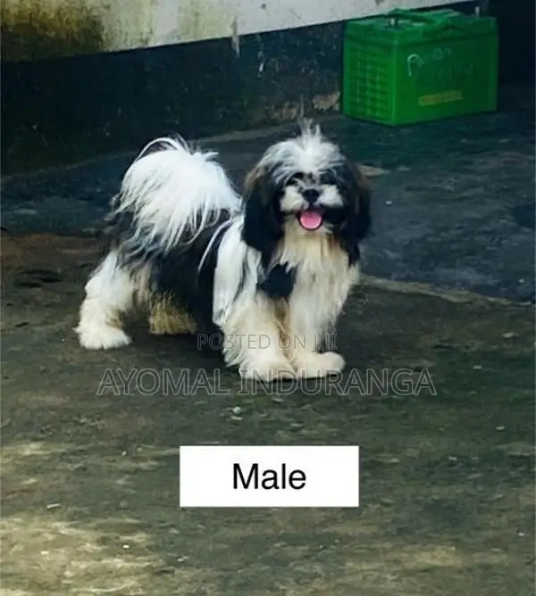 Shitzu Puppy