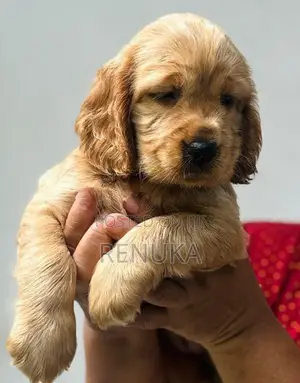 Cocker Spaniel