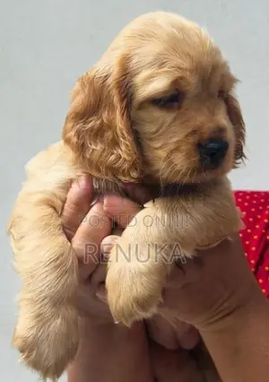 Cocker Spaniel