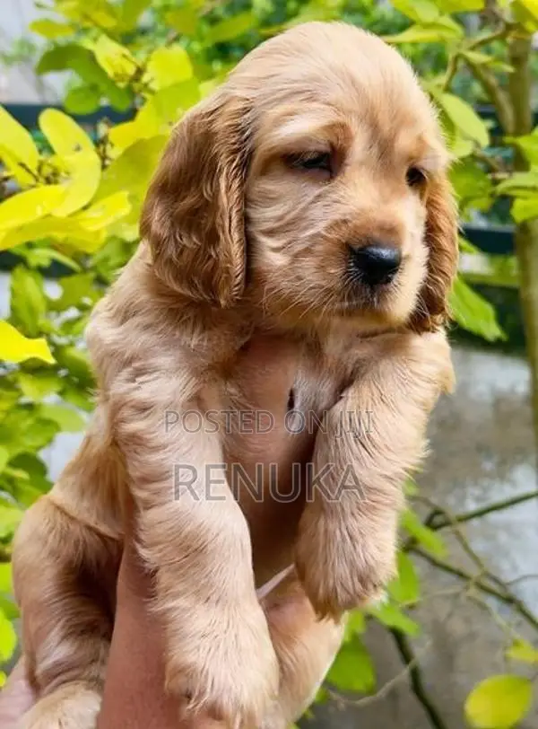 Cocker Spaniel